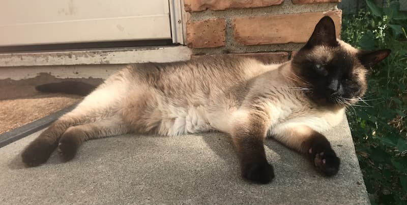 Photo of Scout