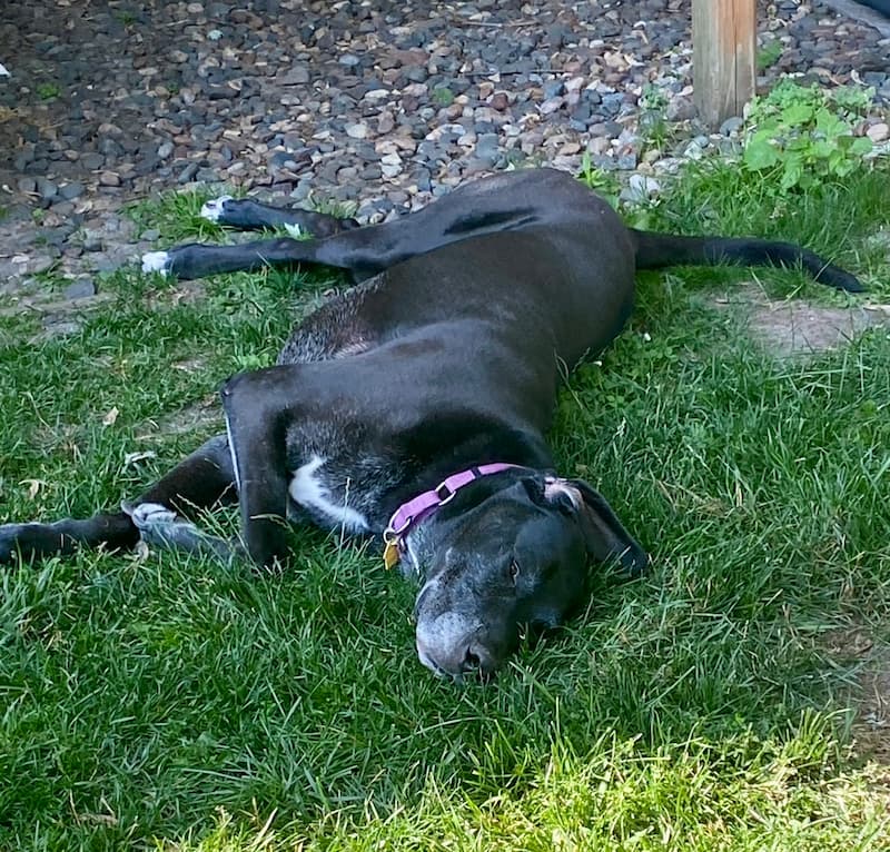 Photo of Chevy