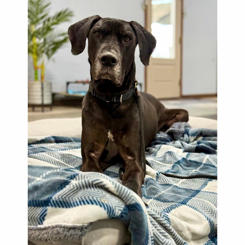 Photo of Copper
