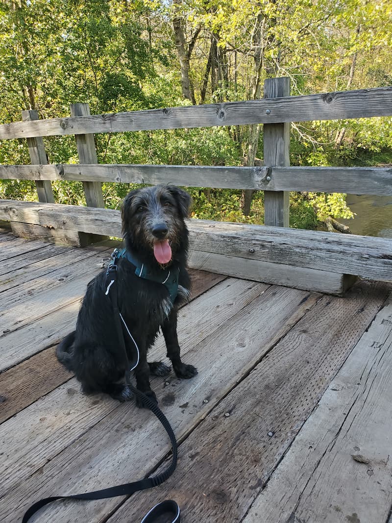 Photo of Sir Wilfred Scruffington the III